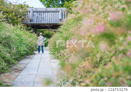 圓光禅寺、満開の萩〈愛知県稲沢市〉 圓光禅寺、満開の萩〈愛知県稲沢市〉 118753276