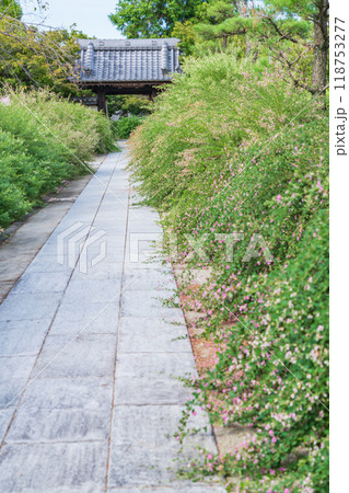 圓光禅寺、満開の萩〈愛知県稲沢市〉 118753277