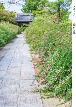 圓光禅寺、満開の萩〈愛知県稲沢市〉 圓光禅寺、満開の萩〈愛知県稲沢市〉 118753278