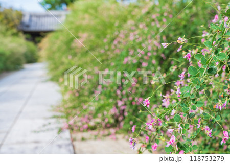圓光禅寺、満開の萩〈愛知県稲沢市〉 圓光禅寺、満開の萩〈愛知県稲沢市〉 118753279
