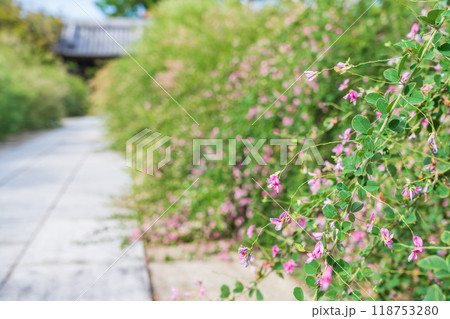 圓光禅寺、満開の萩〈愛知県稲沢市〉 圓光禅寺、満開の萩〈愛知県稲沢市〉 118753280