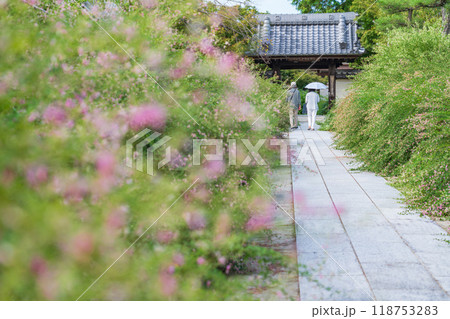 圓光禅寺、満開の萩〈愛知県稲沢市〉 圓光禅寺、満開の萩〈愛知県稲沢市〉 118753283