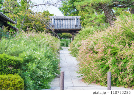 圓光禅寺、満開の萩〈愛知県稲沢市〉 圓光禅寺、満開の萩〈愛知県稲沢市〉 118753286