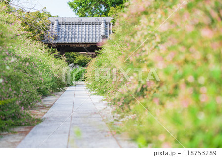 圓光禅寺、満開の萩〈愛知県稲沢市〉 圓光禅寺、満開の萩〈愛知県稲沢市〉 118753289