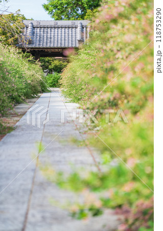 圓光禅寺、満開の萩〈愛知県稲沢市〉 圓光禅寺、満開の萩〈愛知県稲沢市〉 118753290