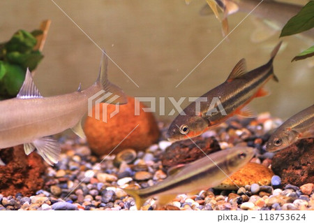 水槽で泳ぐウグイたち 118753624