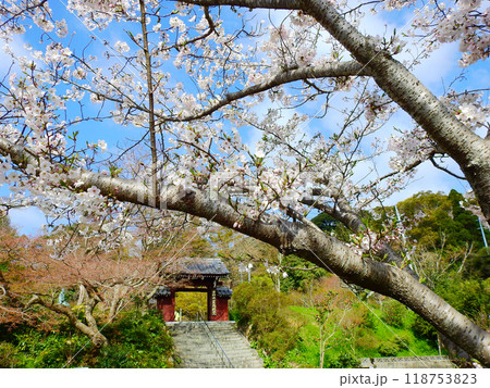 下関市城下町長府にある覚苑寺山門と桜 下関市城下町長府にある覚苑寺山門と桜 118753823