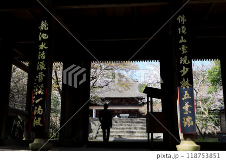 下関市の観光スポット功山寺境内の桜と山門 118753851
