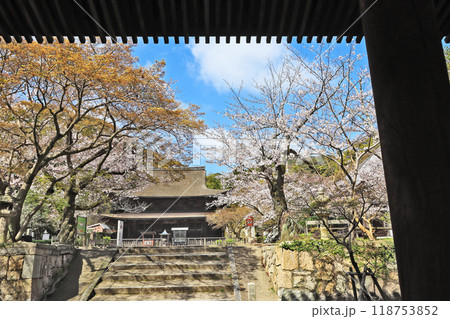 下関市の観光スポット功山寺国宝の仏殿と桜 下関市の観光スポット功山寺国宝の仏殿と桜 118753852