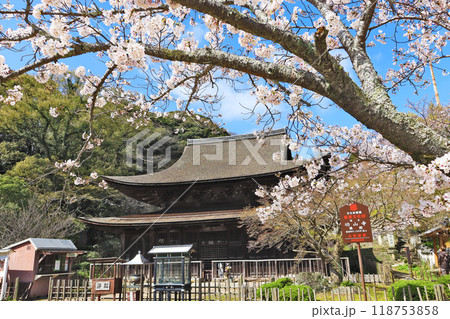 下関市の観光スポット功山寺国宝の仏殿と桜 118753858