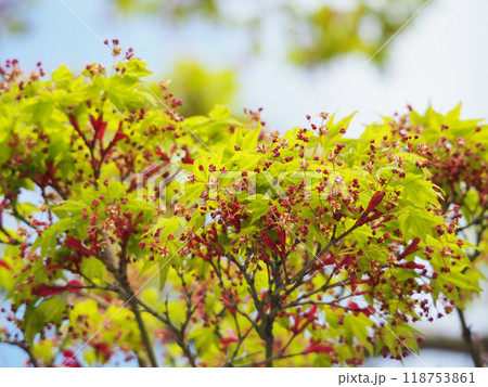 紅い小さな花がたくさん付いたモミジの木の枝 118753861