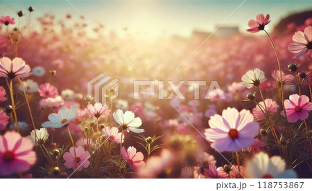 Cosmos Dreams: Fields of Bloom at Sunset 118753867