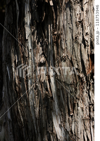 Thuja tree trunk texture. Thuja tree trunk texture. 118753946