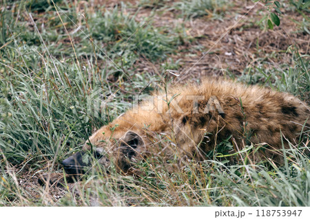Kruger National Park safari, Close up portrait spotted hyena looking at camera, animal in natural habitat, South Africa Kruger National Park safari, Close up portrait spotted hyena looking at camera, animal in natural habitat, South Africa 118753947
