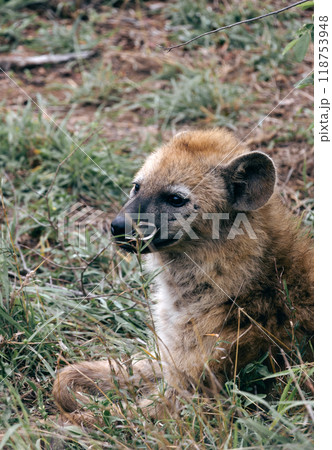 Close up portrait spotted hyena looking at camera, animal in natural habitat, South Africa 118753948