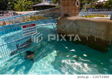 長野市城山動物園　アシカのプール　長野市城山公園 118753960