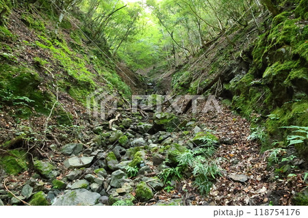 天滝（てんだき）渓谷の登山道を進む 【国定公園・森林浴の森100選】／ 兵庫県養父市大屋町筏  118754176