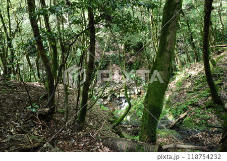 天滝（てんだき）渓谷の登山道を進む 【国定公園・森林浴の森100選】／ 兵庫県養父市大屋町筏  118754232