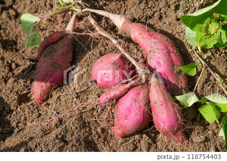 紅あずまの収穫 紅あずまの収穫 118754403