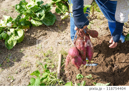 紅あずまの収穫 紅あずまの収穫 118754404