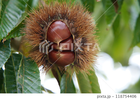木になっている栗の実 118754406