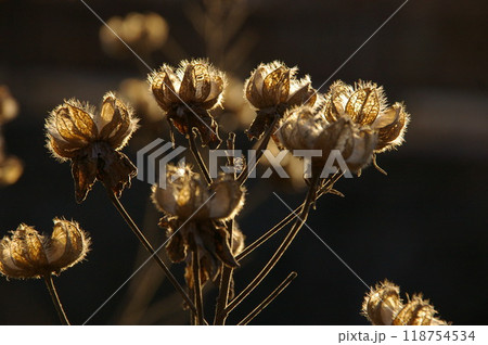 フヨウの果実が熟すと五裂して多数の種子を出す 逆光冬の光景 118754534