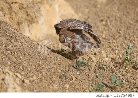 Generated image Generated image 118754987