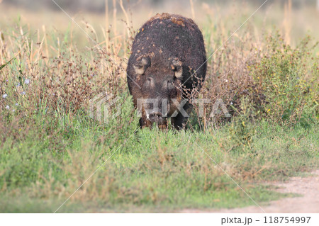 Generated image 118754997