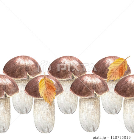 Porcini mushroom with bright autumn leaf seamless border in pencils and watercolor isolated on white. High quality hand painted plant design element perfect for textile, banners, stationary, decor 118755019