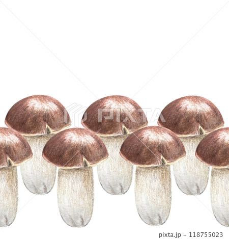 Porcini mushroom seamless border in pencils and watercolor isolated on white. High quality hand painted botanical plant design element perfect for textile, banners, posters, stationary, autumn decor 118755023