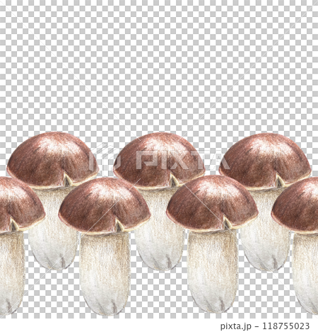 Porcini mushroom seamless border in pencils and watercolor isolated on white. High quality hand painted botanical plant design element perfect for textile, banners, posters, stationary, autumn decor 118755023