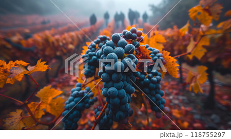 Blue Grapes Glisten in the Vineyard During a Foggy Autumn Day With Colorful Leaves 118755297