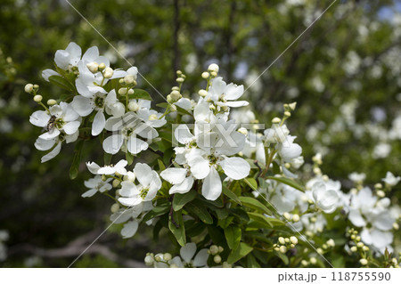 Exochorda racemosa Snow Mountain white flowering shrub, ornamental plant in bloom, green leaves on branches close up Exochorda racemosa Snow Mountain white flowering shrub, ornamental plant in bloom, green leaves on branches close up 118755590