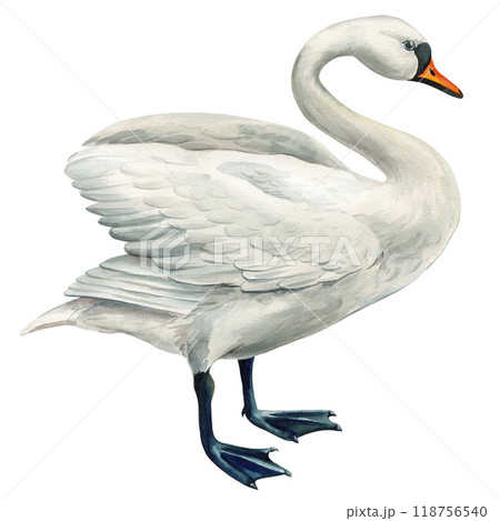 Swan bird, Elegant Watercolor birds hand-painted Isolated. Perfect for designers, nature lovers, creative decor. Clipart 118756540