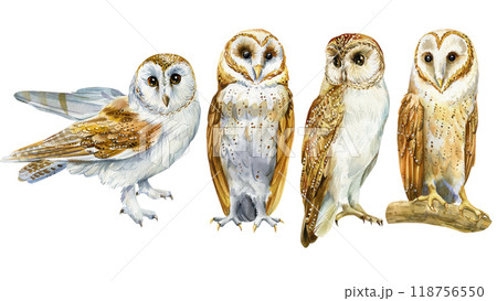 Elegant Owl set, detailed watercolor bird hand-painted isolated on white for wildlife art, home decor, Design Projects 118756550