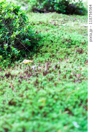 滋賀県犬上郡甲良町　西明寺（湖東三山）　名勝庭園（蓬莱庭）　苔庭 118756564