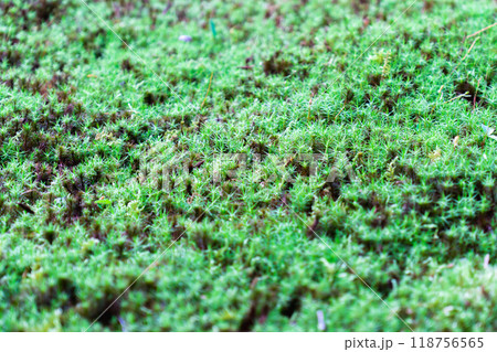 滋賀県犬上郡甲良町　西明寺（湖東三山）　名勝庭園（蓬莱庭）　苔庭 118756565