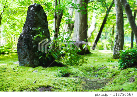 滋賀県犬上郡甲良町　西明寺（湖東三山）　名勝庭園（蓬莱庭）　苔庭 118756567