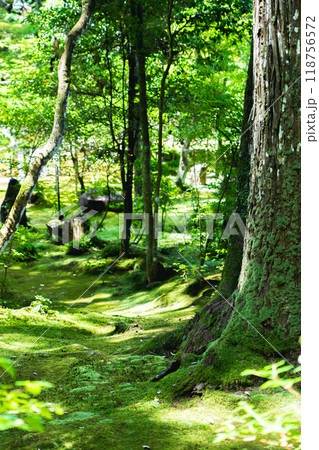 滋賀県犬上郡甲良町　西明寺（湖東三山）　名勝庭園（蓬莱庭）　苔庭 118756572