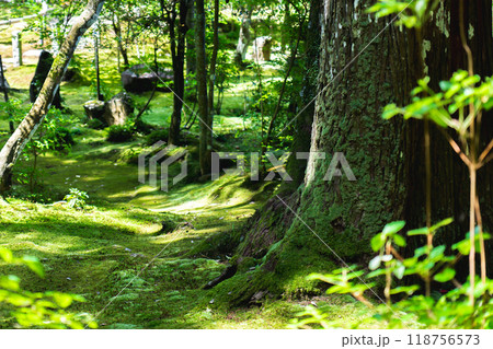 滋賀県犬上郡甲良町　西明寺（湖東三山）　名勝庭園（蓬莱庭）　苔庭 118756573
