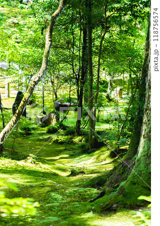 滋賀県犬上郡甲良町　西明寺（湖東三山）　名勝庭園（蓬莱庭）　苔庭 118756574