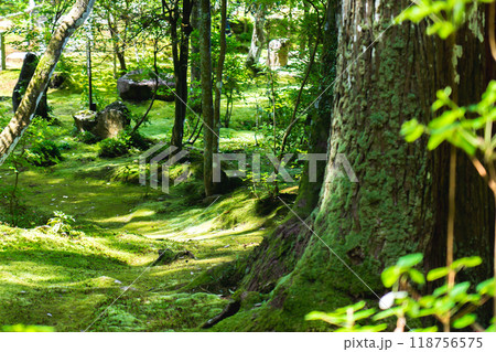 滋賀県犬上郡甲良町　西明寺（湖東三山）　名勝庭園（蓬莱庭）　苔庭 118756575