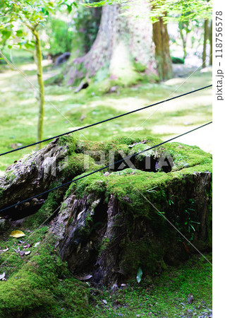 滋賀県犬上郡甲良町　西明寺（湖東三山）　名勝庭園（蓬莱庭）　苔庭　切株 118756578