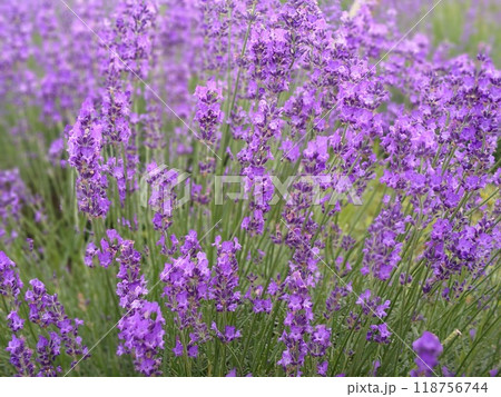 紫色の花が咲いている畑 紫色の花が咲いている畑 118756744