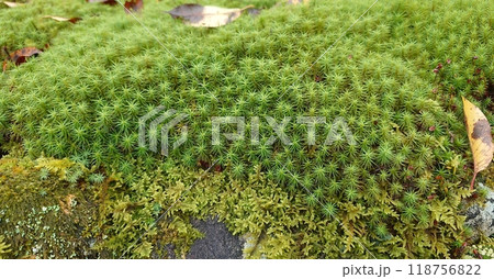 苔の上に生える苔 苔の上に生える苔 118756822
