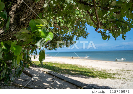 木陰から見える海 木陰から見える海 118756971