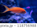 水槽の中を泳ぐ熱帯魚 118756988