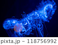 ライトアップしたクラゲ 118756992