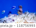 水槽の中を泳ぐ熱帯魚 118756993