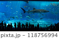 美ら海水族館の巨大水槽とジンベイザメ 118756994